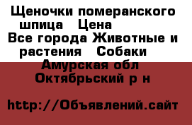 Щеночки померанского шпица › Цена ­ 25 000 - Все города Животные и растения » Собаки   . Амурская обл.,Октябрьский р-н